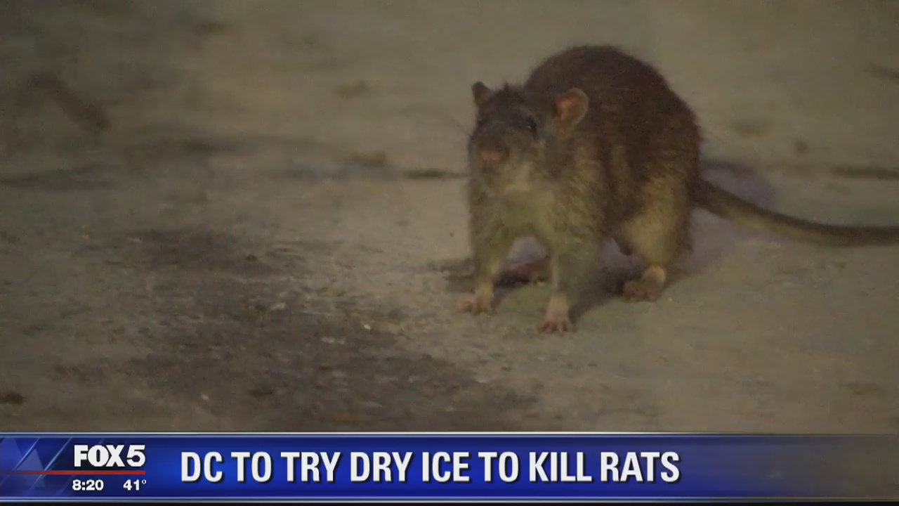 Dc Rat Dry ice to be used in new DC rat abatement program | FOX 5 DC