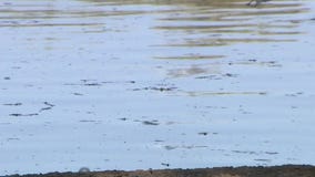 Dead ducks in Gilbert pond spark concern