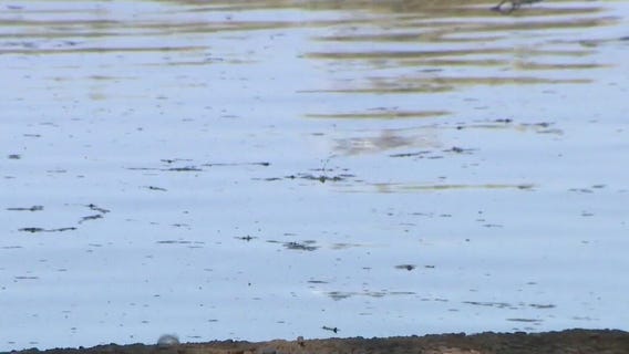 Dead ducks in Gilbert pond spark concern