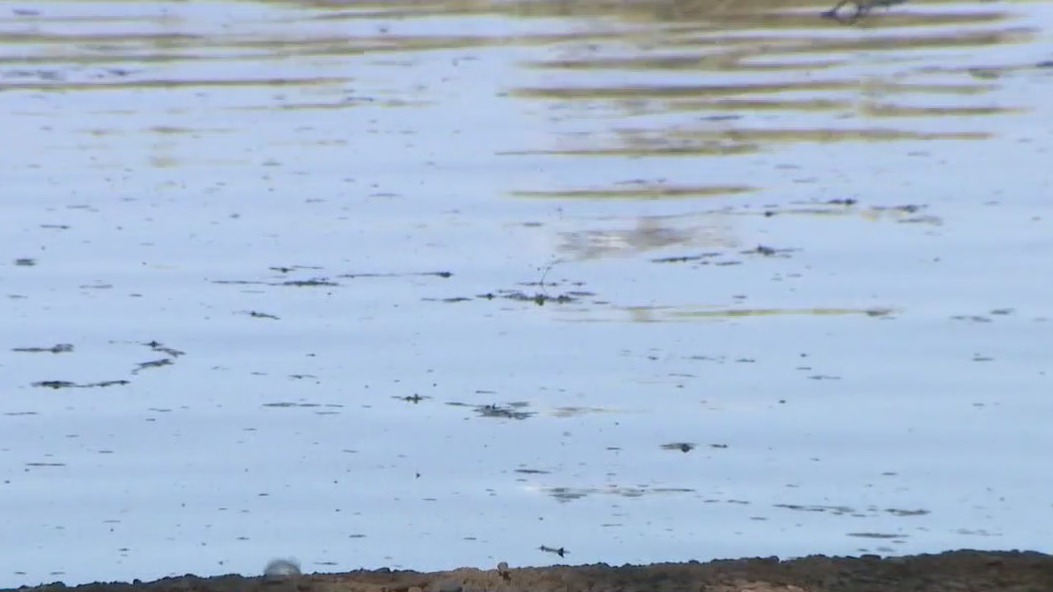 Dead ducks in Gilbert pond spark concern