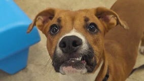 Adopt or foster during Howlidays at Heartland Animal Shelter