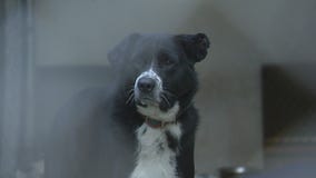 Chicago nonprofit empowers communities with expert tips to locate missing pets