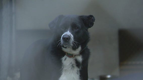 Chicago nonprofit empowers communities with expert tips to locate missing pets