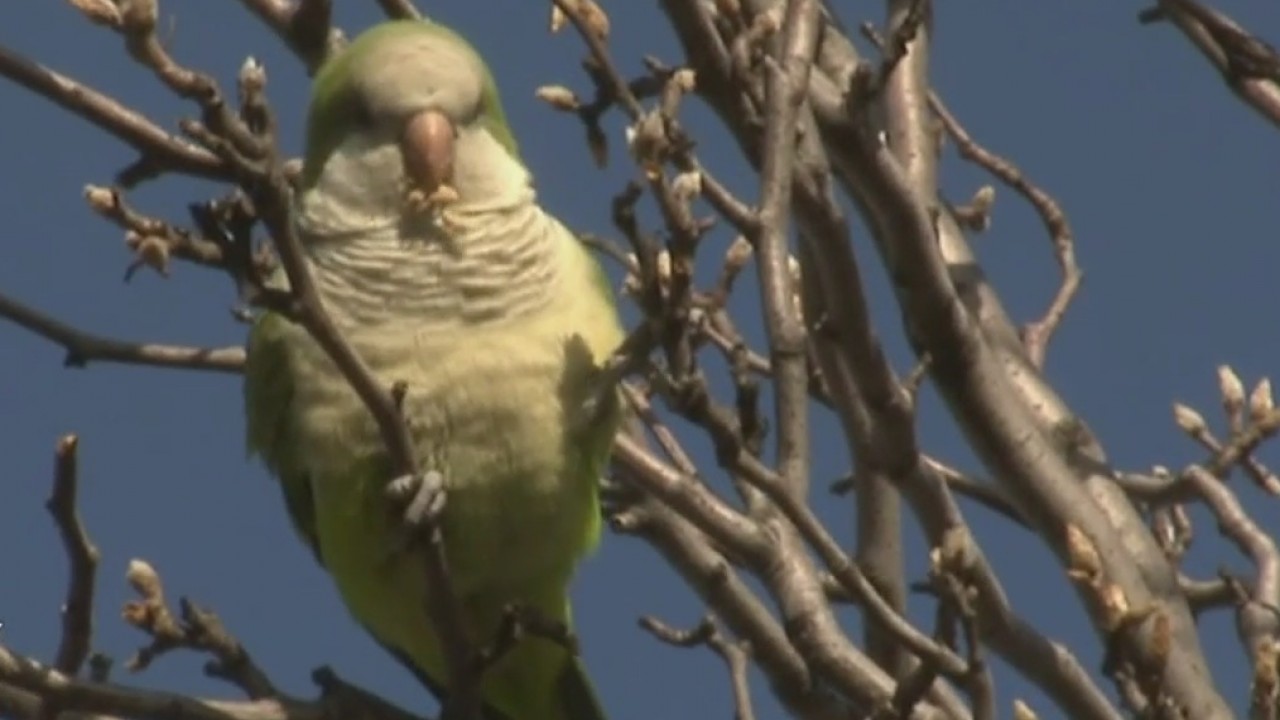 The monk parakeets of New Jersey