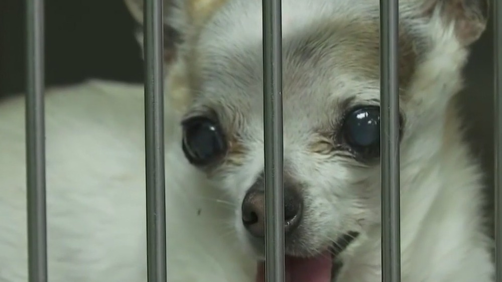 Christmas plants and your pets