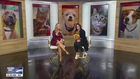 You'll be wolfing it up with a puppy that needs a home