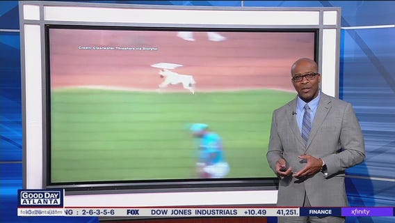 Bat dog in training gets too excited