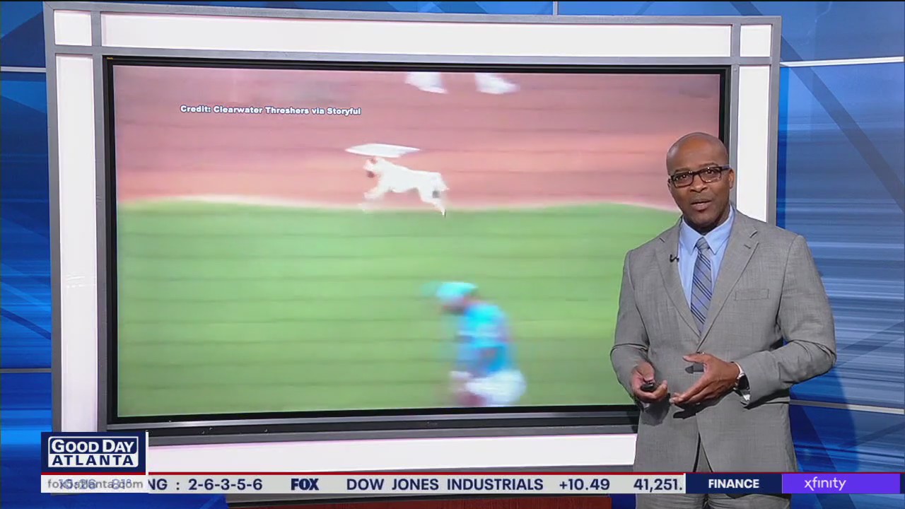 Bat dog in training gets too excited