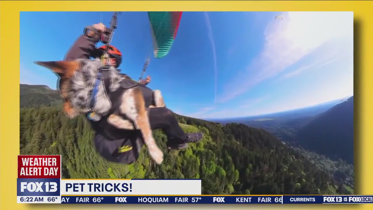 Pet Tricks for Tuesday, July 9