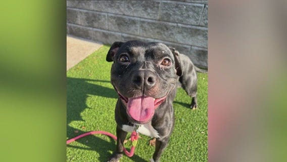 Meet Ryker and Fitness Mom: Our Pets of the Day