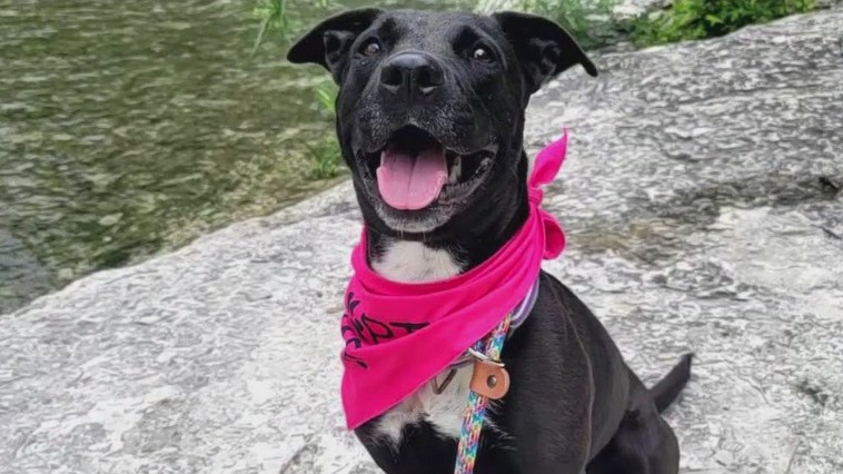 Pet of the Week: Kellie from PAWS