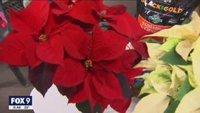 Picking out the perfect poinsettia for the holiday season