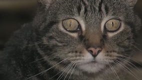 I-Team: Rising costs may surprise pet owners