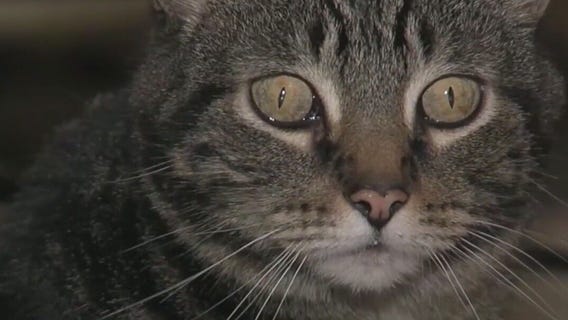 I-Team: Rising costs may surprise pet owners