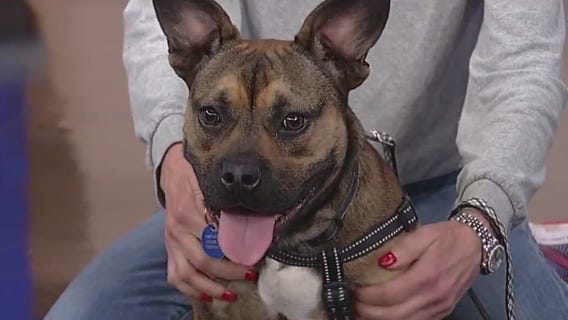 Meet Side Car: Our Pet of the Day