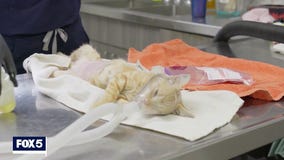 Deidra Dukes Reports: Pet Overpopulation