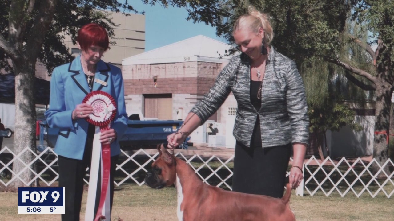 Illinois woman desperate to find prize-winning boxer stolen in South St. Paul