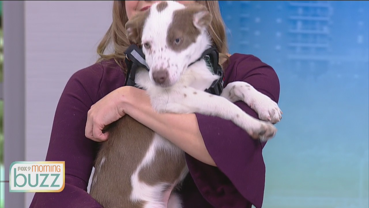 National Animal Shelter Appreciation Week: How to make sure you pick the right pet for your family