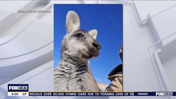 Rex the Wallaby: Search underway for escaped wallaby in New Jersey