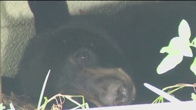 Bear sleeping under Apopka home