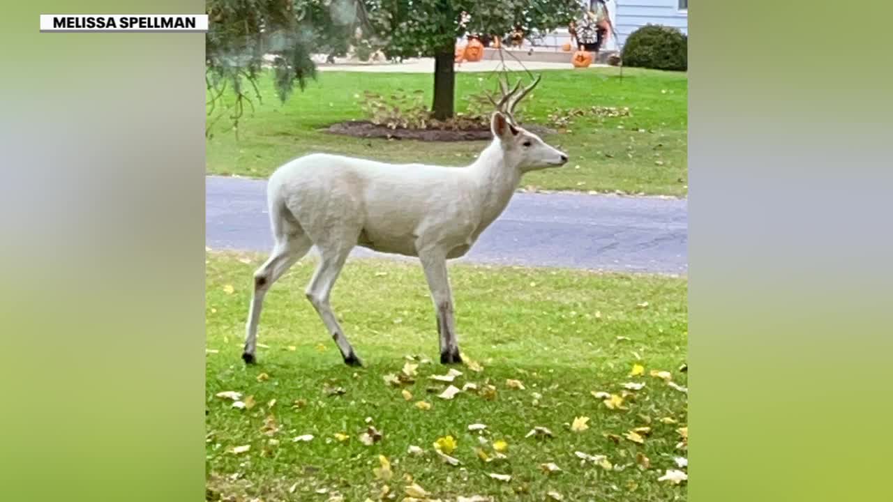 White buck seen in Waukesha County