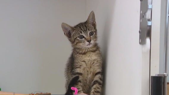 Pet of the Weekend: Meet Perd Hapley