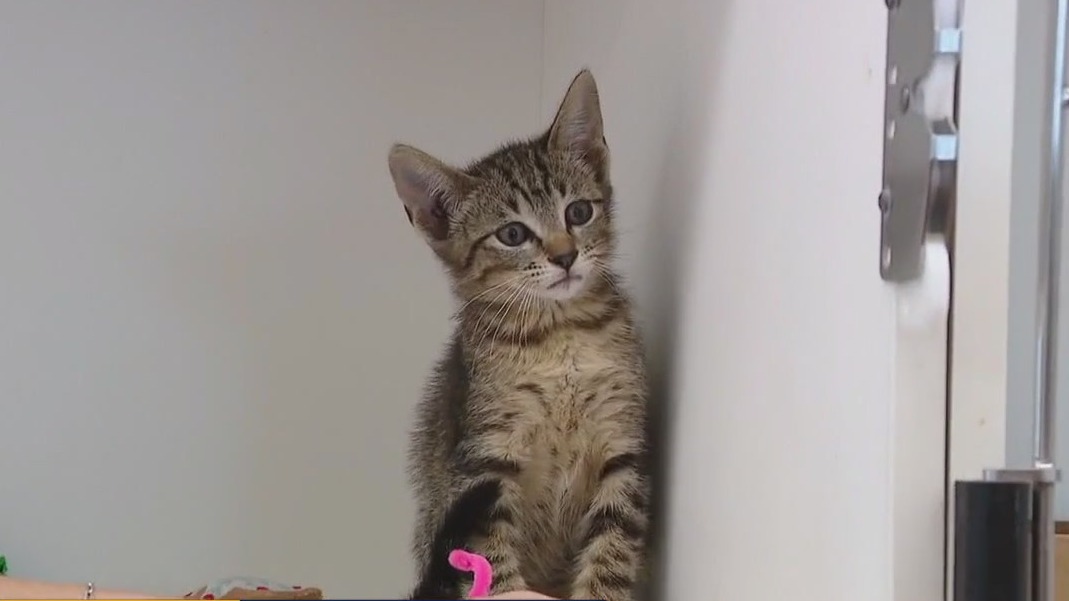 Pet of the Weekend: Meet Perd Hapley