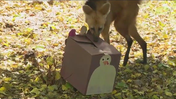 Animals at Phoenix Zoo enjoy Thanksgiving feast
