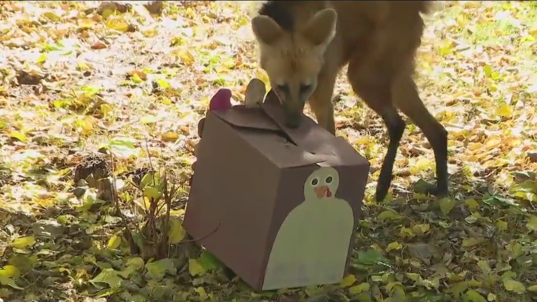 Animals at Phoenix Zoo enjoy Thanksgiving feast
