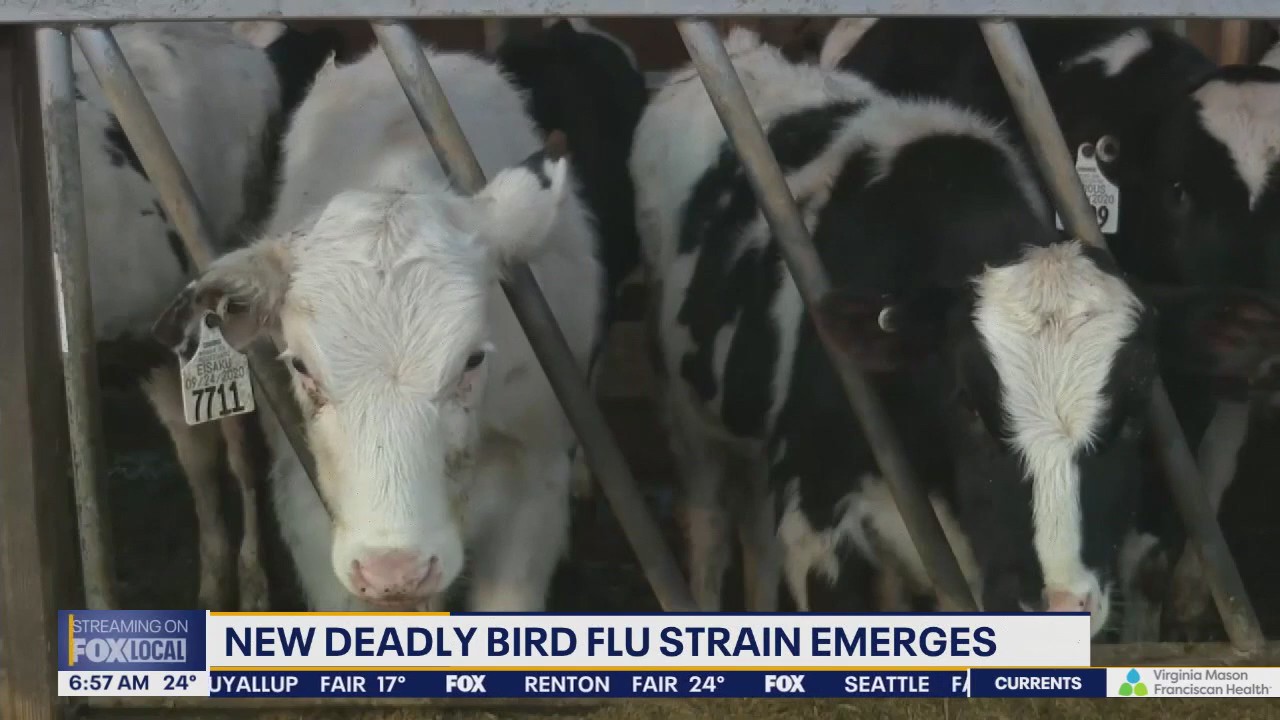US dairy worker tests positive for new bird flu variant