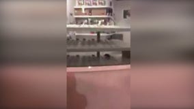 Rat spotted at Sprinkles Cupcakes in Americana at Brand in Glendale