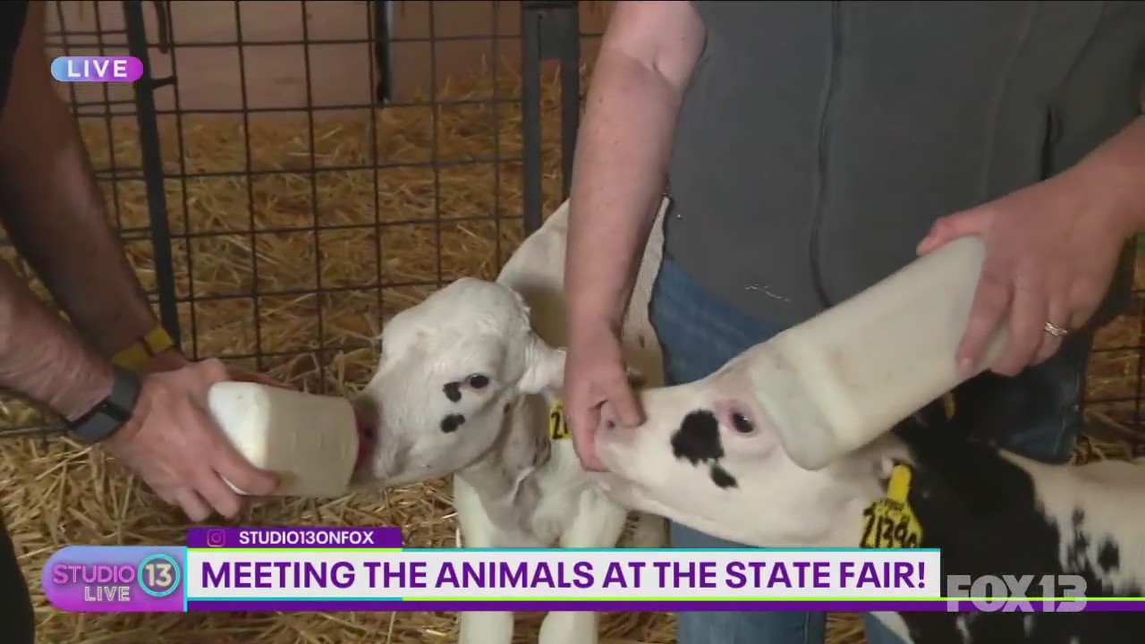 Meeting the animals at the Washington State Fair