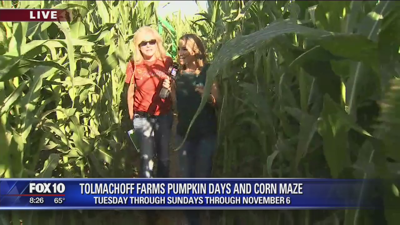 Pumpkin days and a corn maze at Tolmachoff Farms