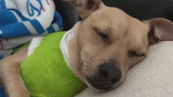 Dog owner fights off mountain lion believed to be P-22