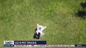 Liz's Pet Tricks for Monday, July 11