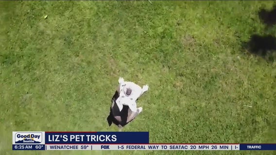Liz's Pet Tricks for Monday, July 11