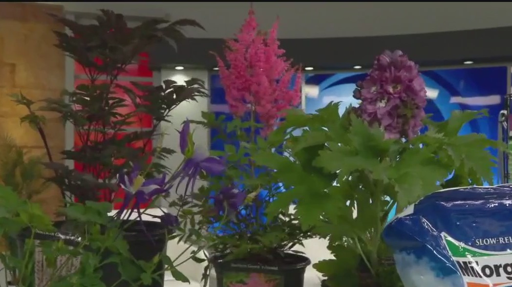 Plants deer and rabbits will avoid