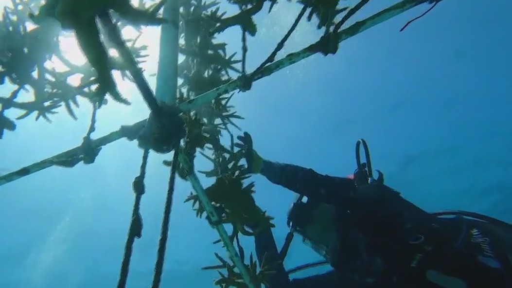 Preserving coral reefs