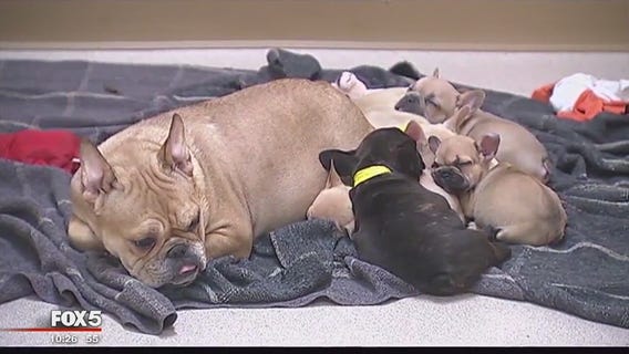 Gov. Hogan signs new law cracking down on Maryland pet stores from selling pets from puppy mills