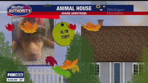 Welcome Toby, Princess, Tully & Josie