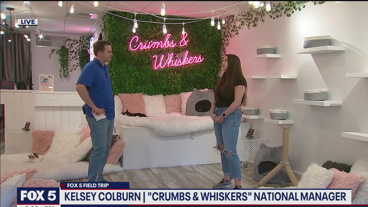 FOX 5 FIELD TRIP: Crumbs and Whiskers Cat Cafe in Georgetown