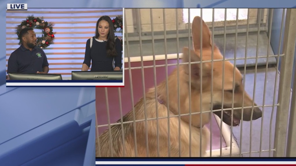 Victor Collins talks about pets and holidays