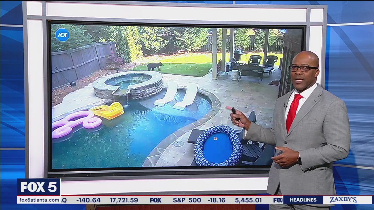 Bear spotted strolling in Cobb County