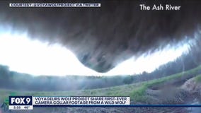 Voyageurs Wolf Project releases first-ever wild wolf collar cam footage