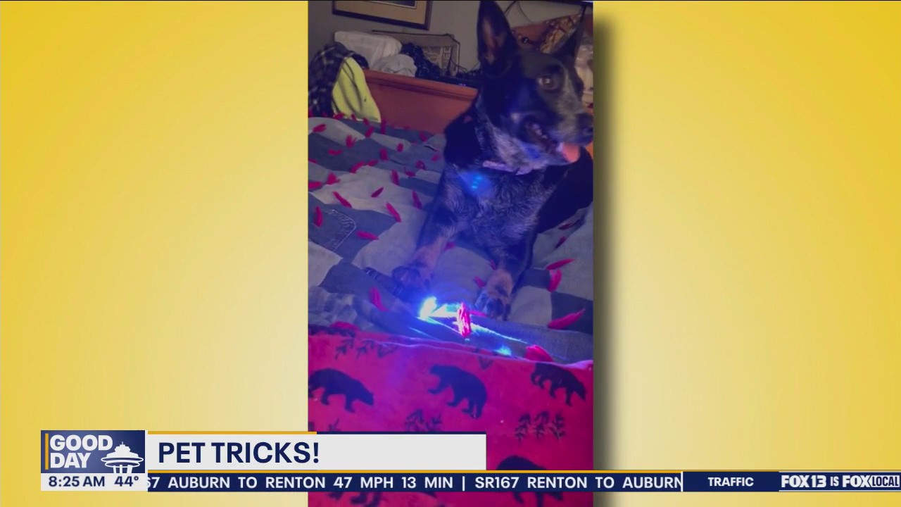 Pet tricks for Tuesday, April 30