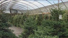 Ergle Christmas Tree Farm in Dade City