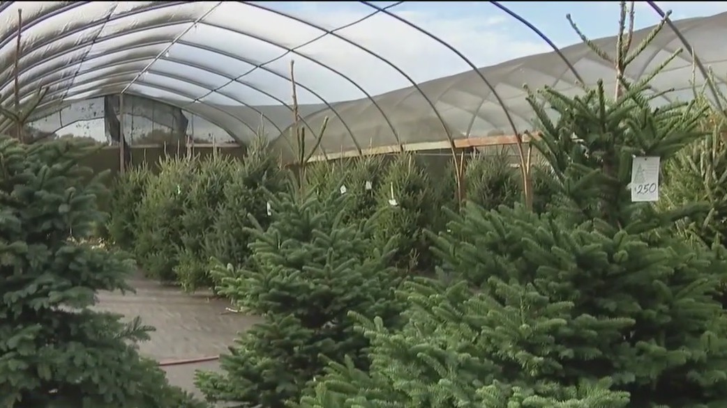 Ergle Christmas Tree Farm in Dade City