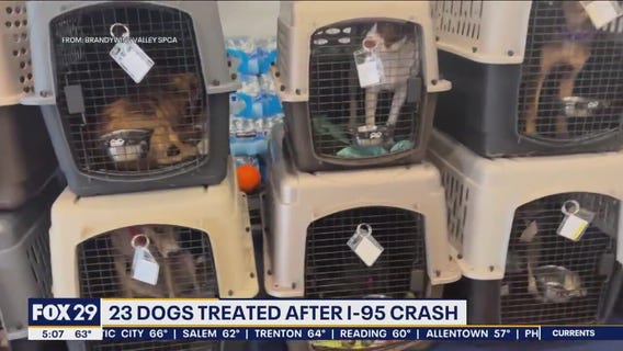 23 dogs treated after I-95 vehicle crash in New Castle County
