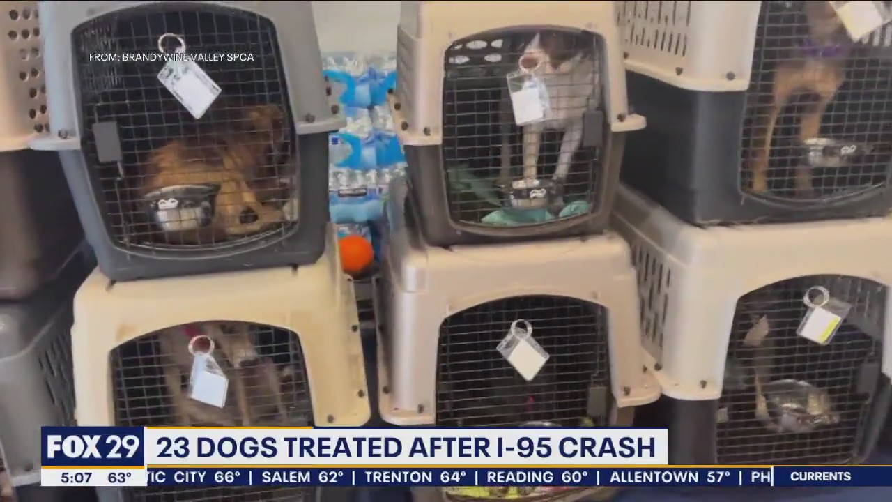 23 dogs treated after I-95 vehicle crash in New Castle County