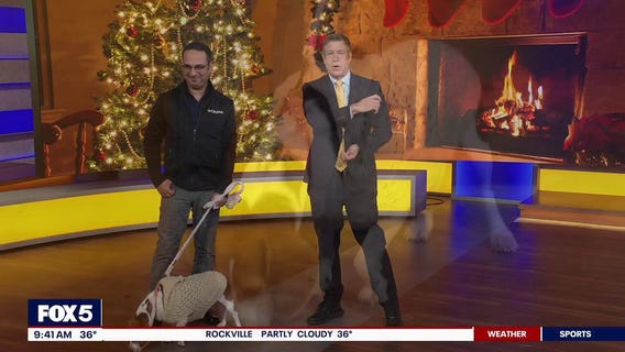 Holiday Pet Hazards with CityVet